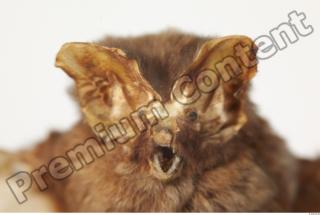 European Bat - Barbastella barbastellus 0047